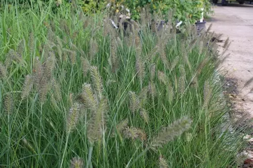 Sent in 9cm pots 3 Pennisetum alopecuroides Chinese Fountain Grass